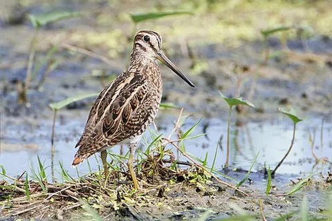 pin-tailed snipe: a bird of the species Gallinago stenura, native to Russia and southern Asia