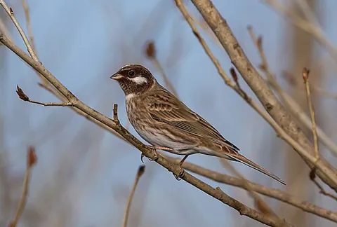 pine bunting: emberiza leucocephalos, a passerine bird in the bunting family Emberizidae