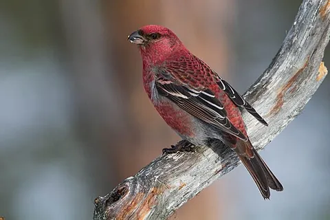 pine grosbeak: pinicola enucleator, a large member of the true finch family, Fringillidae