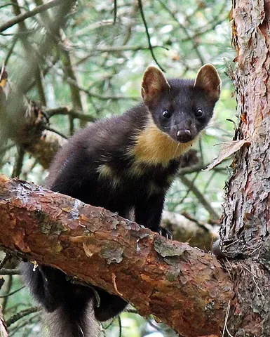 pine marten: a species of marten native to Northern Europe, Martes martes