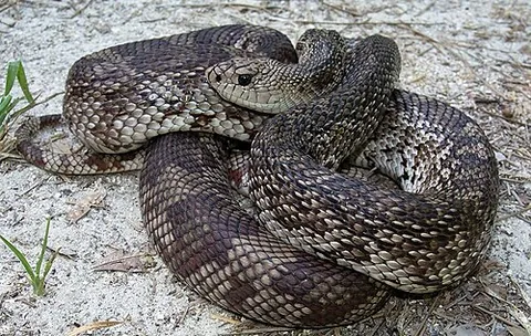 pine snake: a snake of the species Pituophis melanoleucus (or others in that genus)