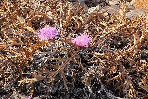 pine thistle: a plant of the species Chamaeleon gummifer (syns. Atractylis gummifera, Carlina gummifera), native...