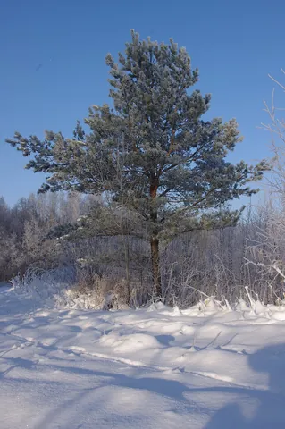 pine tree: any coniferous tree in the genus Pinus