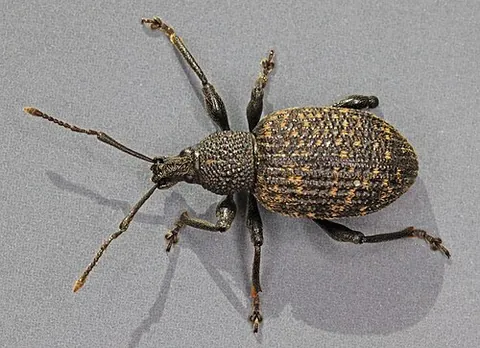 pine weevil: a weevil, of species Hylobius abietis, that can cause damage on young spruce seedlings