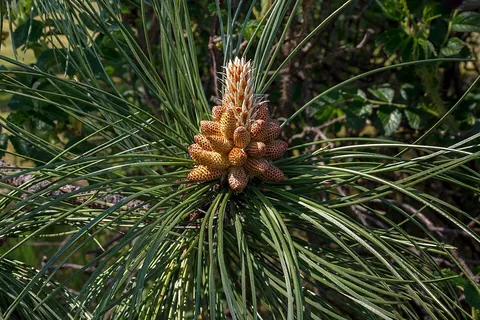 pine: any coniferous tree of the genus Pinus