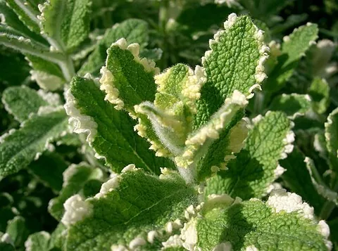 pineapple mint: a variegated cultivar of apple-scented mint, Mentha suaveolens