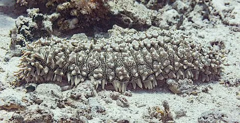 pineapple sea cucumber: a sea cucumber, Thelenota ananas