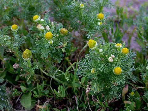 pineapple weed: wild chamomile (Matricaria discoidea)