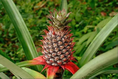 pineapple: a tropical plant, Ananas comosus, native to South America, having thirty or more long, spined and...