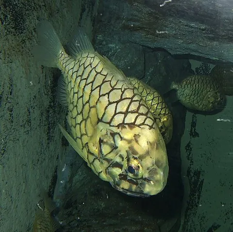 pinecone fish: a beryciform marine fish of the family Monocentridae, with a rounded, compressed body covered in...