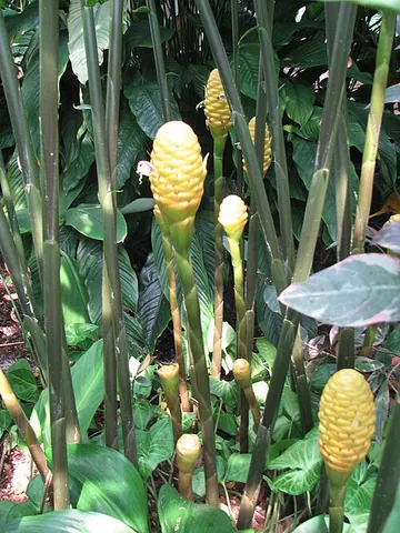 pinecone ginger: any of several species of ginger with pinecone-like flower heads, but especially shampoo ginger...