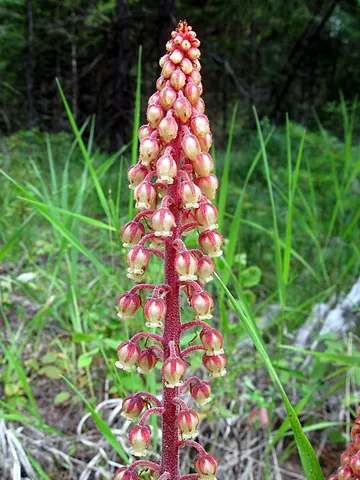 pinedrops: a reddish herb (Pterospora andromedea) of the United States. It is mycoheterotrophic, and found in...