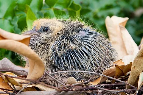 pinfeather: a developing feather on a bird, as it emerges through the skin