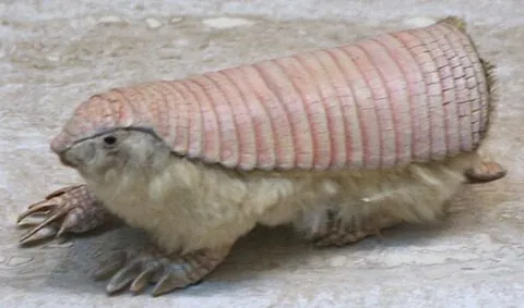 pink fairy armadillo: chlamyphorus truncatus, a species of armadillo native to Argentina