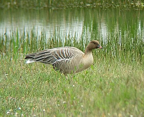 pink-footed goose: anser brachyrhynchus, a goose that breeds in Greenland, Iceland, etc