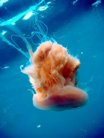 pink meanie: a large jelly (Drymonema larsoni) that preys on smaller jellies