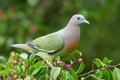 pink-necked green pigeon: a species of pigeon, Treron vernans, found in Southeast Asia