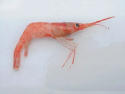 pink shrimp: shrimp of species Pandalus borealis, found in cold parts of the Atlantic and Pacific Oceans