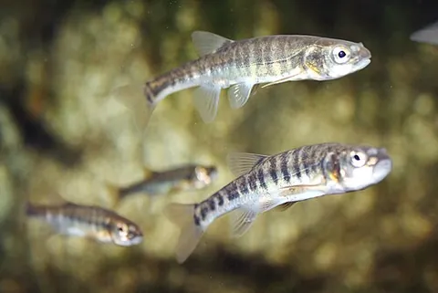 pinkeen: a little fish; especially the minnow, Phoxinus phoxinus