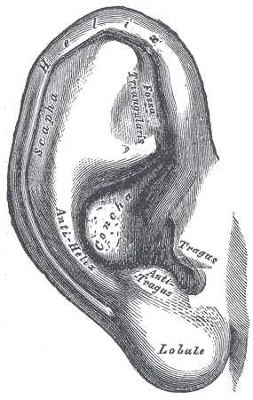 pinna: the visible part of the ear in most therians that resides outside of the head, the auricle; outer...
