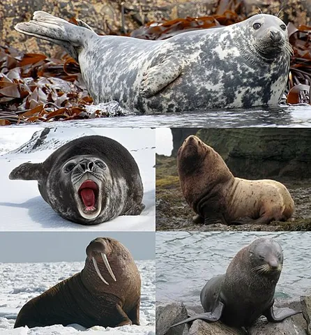 pinniped: a marine mammal belonging to the parvorder Pinnipedia, comprising walruses, eared seals and earless...