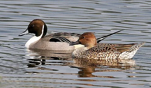 pintail: a pintail duck, a type of dabbling duck with a characteristic pointed tail