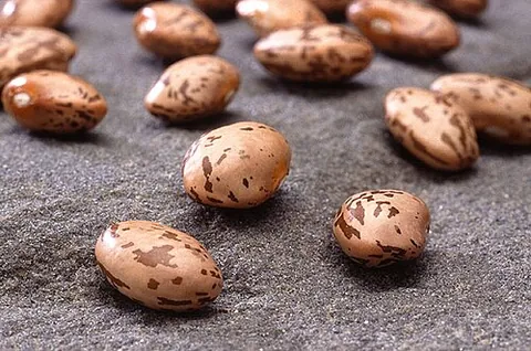 pinto bean: any bean of several varieties of common bean (Phaseolus vulgaris), common in the US and Mexico