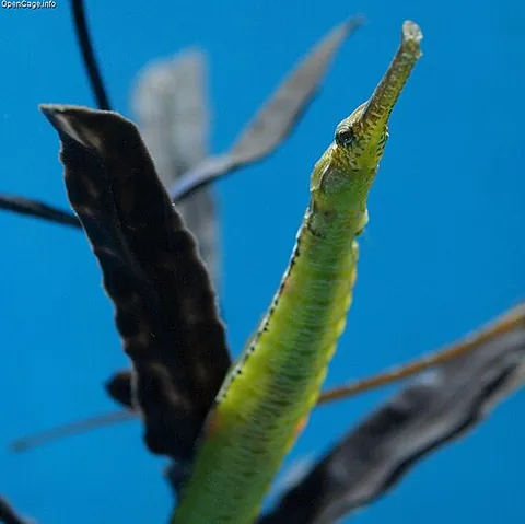 pipefish: a small fish of subfamily Syngnathinae in the seahorse family, having a long thin body covered with...
