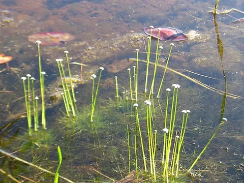 pipewort: any of several aquatic plants of the genus Eriocaulon