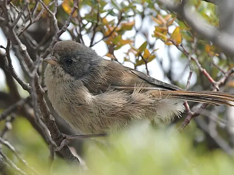 pipipi: a bird of New Zealand, Mohoua novaeseelandiae
