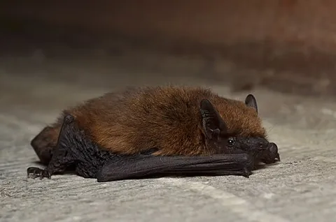 pipistrelle: any of various species of bats of the genus Pipistrellus