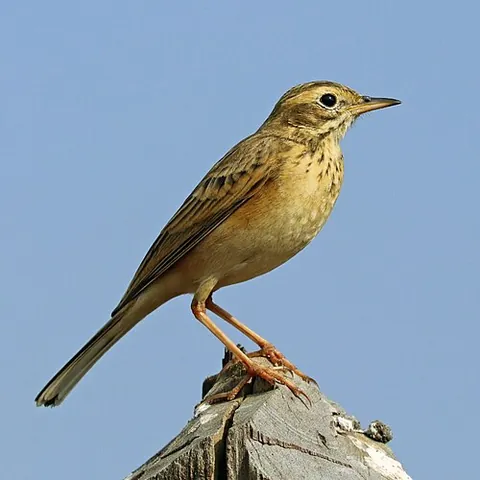 pipit: any of various small passerine birds, mainly from the genus Anthus, that are often drab, ground...