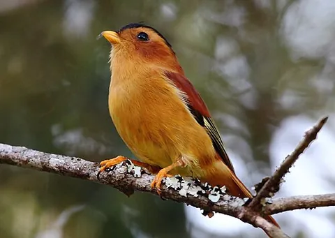 piprites: any of the tropical birds in the genus Piprites, found in Central and South America