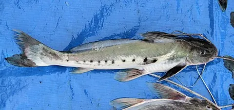 piracatinga: a species of catfish, Calophysus macropterus, endemic to the Amazon and Orinoco river basins