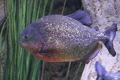 piranha: any of certain freshwater fish of the subfamily Serrasalminae, native to South America; they are...