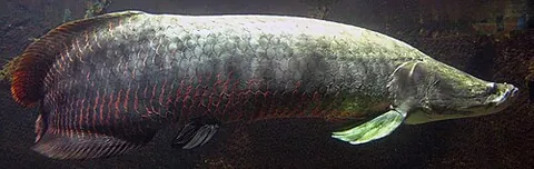 pirarucu: an arapaima (Arapaima gigas), a large fish of the Amazon