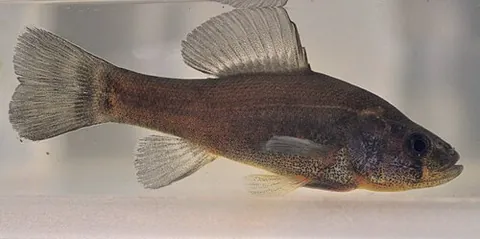 pirate perch: aphredoderus sayanus, a North American freshwater fish of family Aphredoderidae: order...