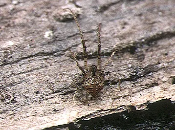 pirate spider: any spider of the family Mimetidae, which prey on other spiders