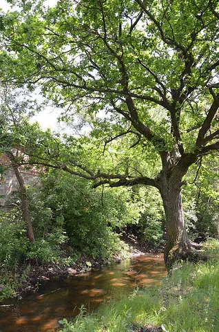 piskivka: a river, a right tributary of the Teteriv, having its course entirely within Borodianka and...