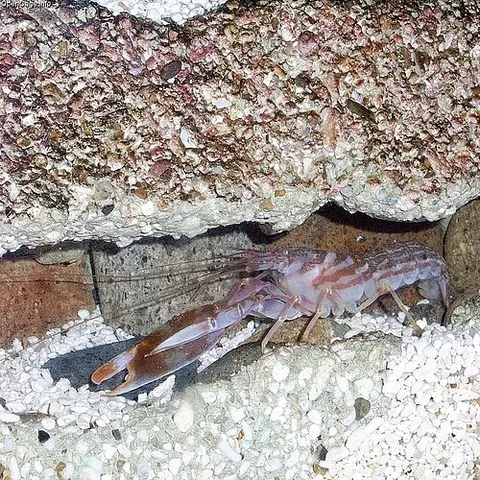 pistol shrimp: a shrimp (Alpheidae) which has asymmetrical claws, the larger of which can be used to produce a...