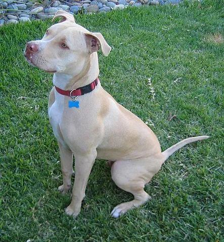 pit bull terrier: a medium-sized dog historically bred for dogfighting