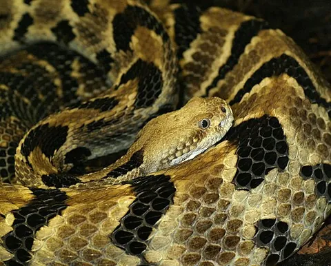 pit viper: any of various venomous snakes, of the subfamily Crotalinae, found in Asia and the Americas, with a...