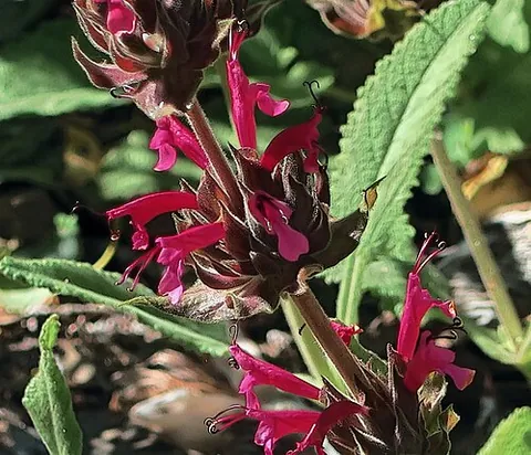 pitcher sage: a sage with large red, pitcher-shaped flowers, Salvia spathacea, native to California and grown...