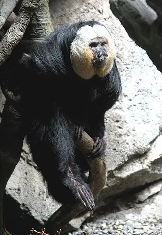 pithecoid: of or pertaining to the anthropoid apes