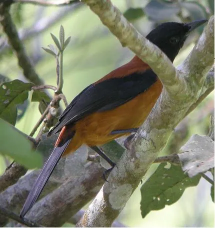 pitohui: a bird of the genus Pitohui in the family Oriolidae (formerly in Pachycephalidae), endemic to New...