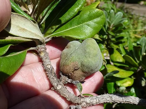 pittosporum: a plant of the genus Pittosporum, comprising various Old World shrubs and trees