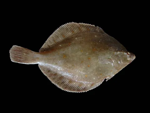 plaice: pleuronectes platessa (European plaice), commonly found in the North Sea and Irish Sea, with smooth...