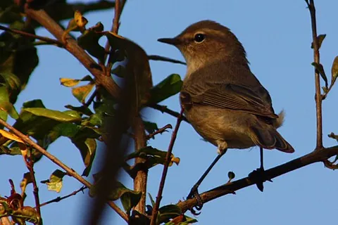 plain leaf warbler: phylloscopus neglectus, a species of Old World warbler in the family Phylloscopidae