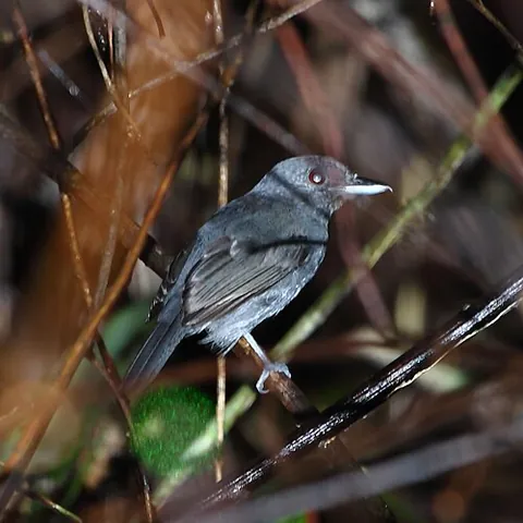 plain-winged antshrike: a passerine bird of the antbird family, Thamnophilus schistaceus