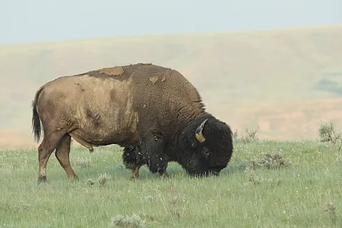 plains bison: bison bison bison, one of the two subspecies of the American bison, the other being the wood bison